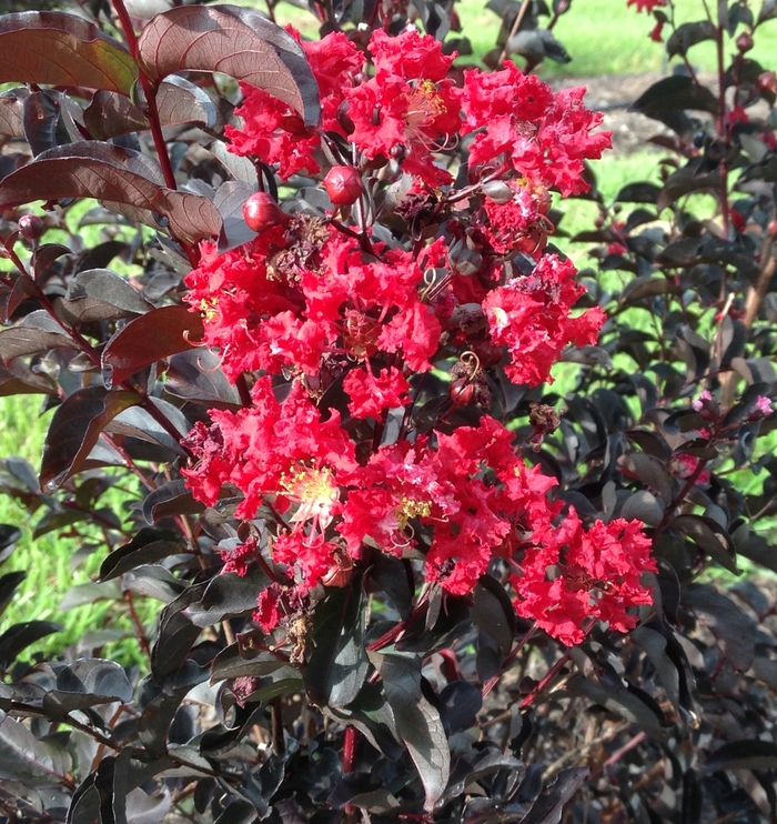 Crape Myrtle Ebony Flame 5 Gal