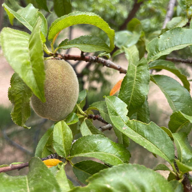 July 27 Seasonal Farm Dinner