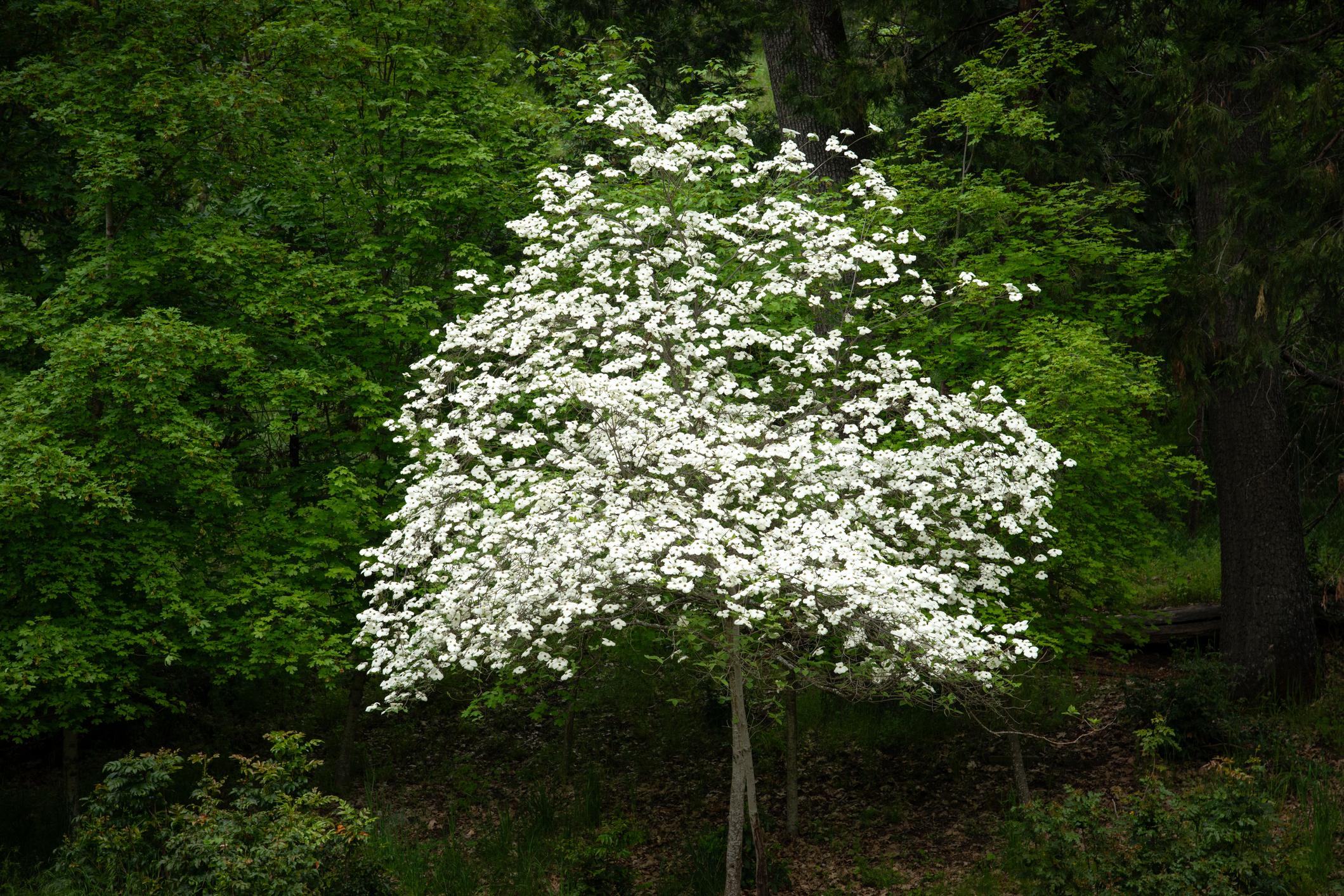 Cornus florida 'Cherokee Princess'