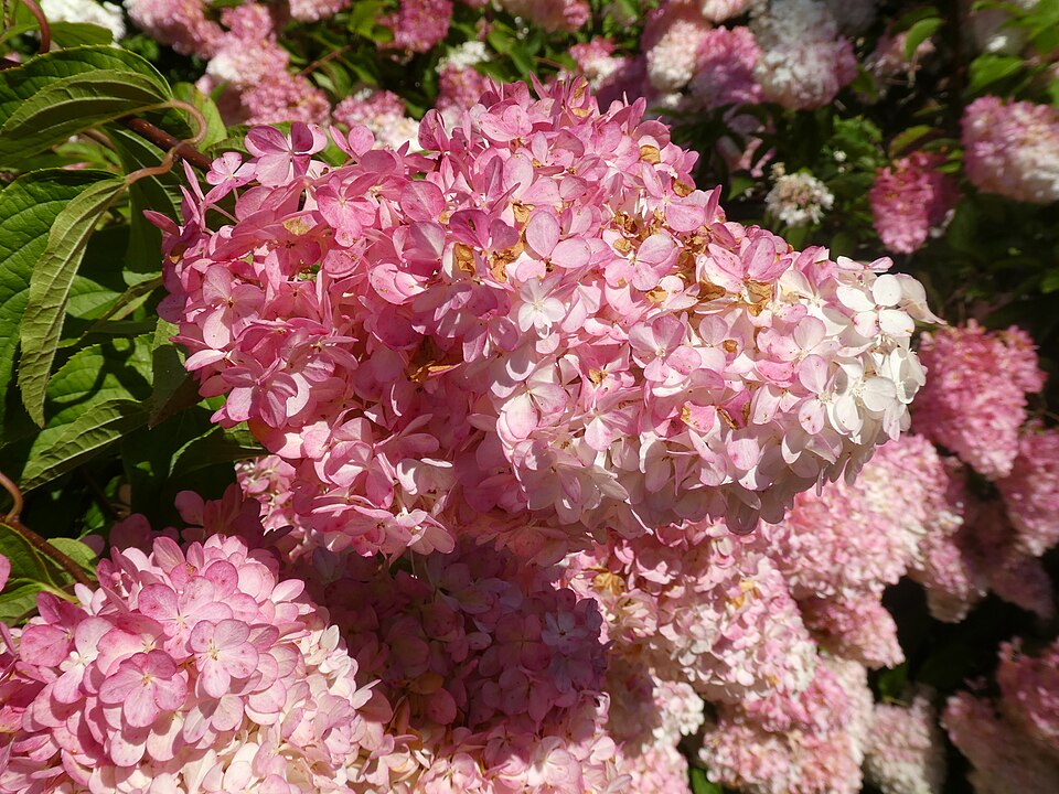 Pink Hydrangea (Fire Light)