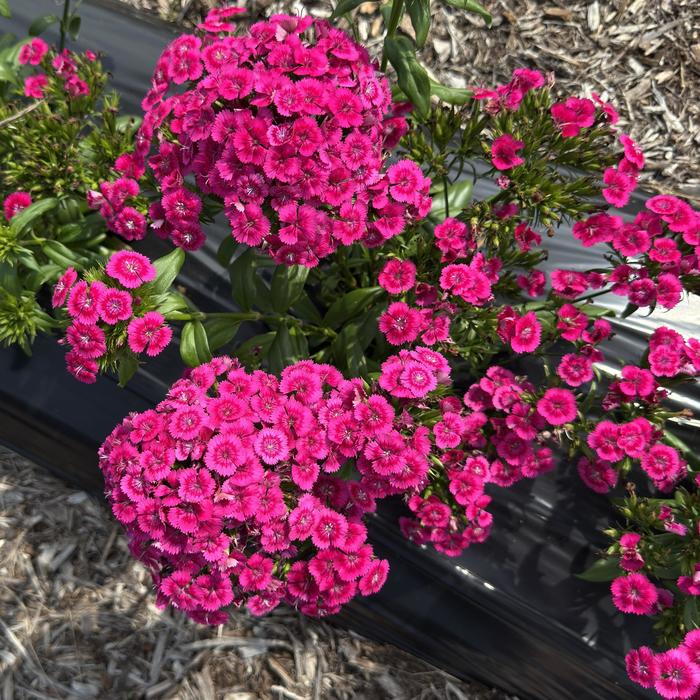 Dianthus Jolt Cherry 1 Gal