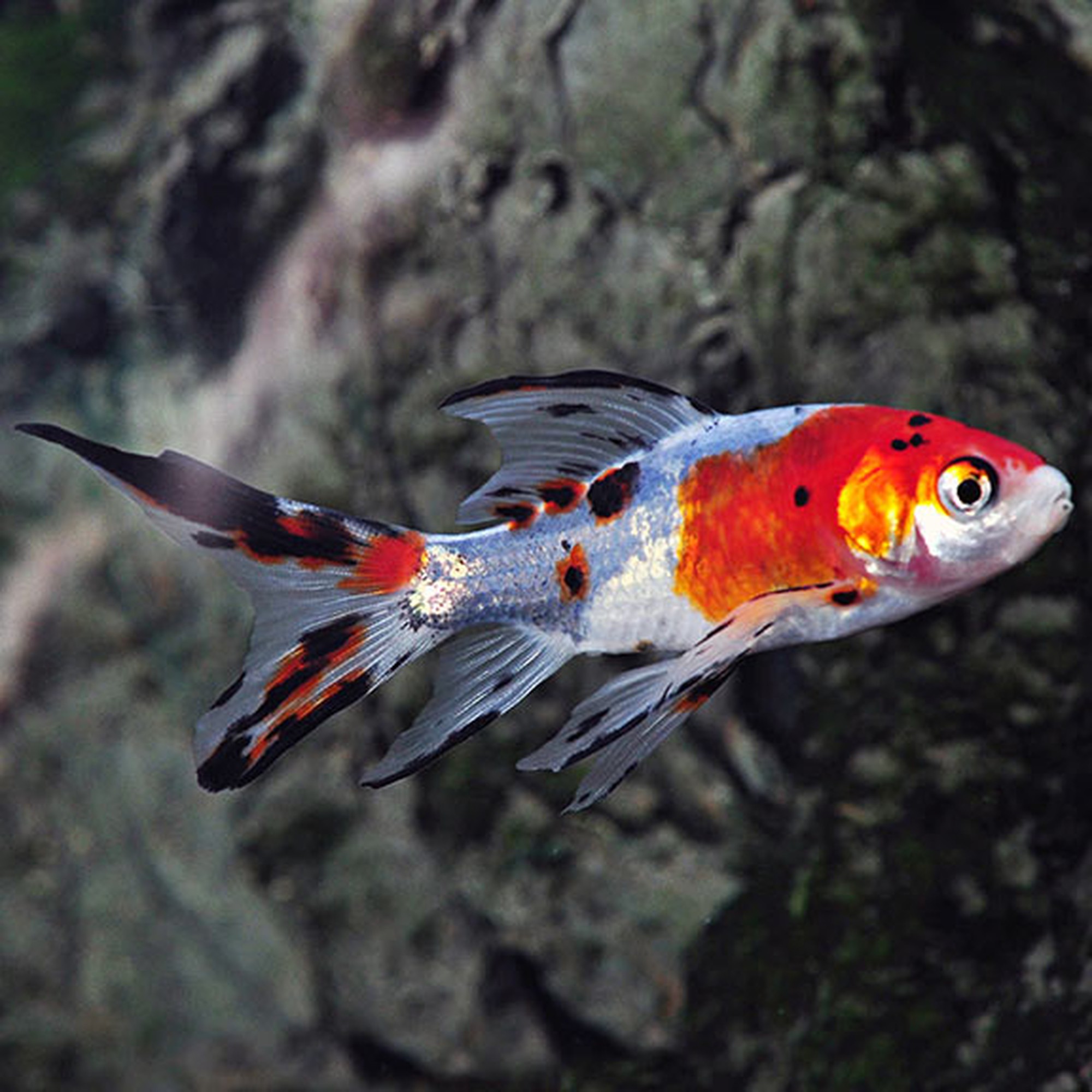 Shubunkin Goldfish