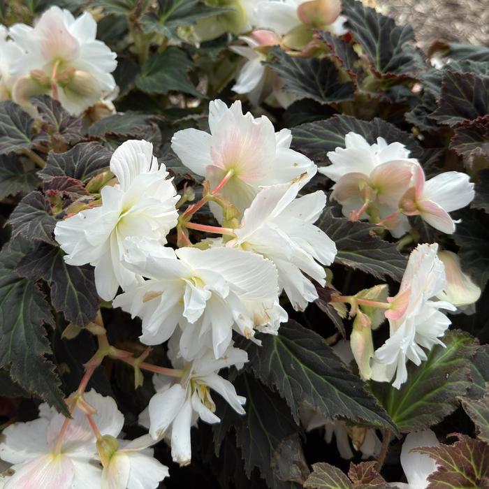 Begonia Non Stop Joy Orange Quart PW