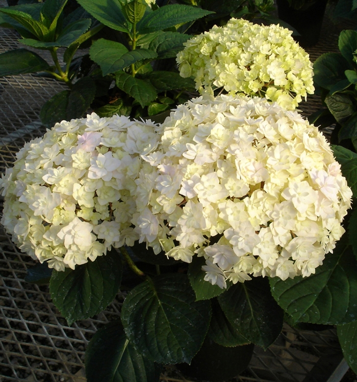 Hydrangea Penny Mac 7 Gal