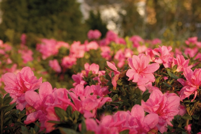 Azalea Encore Autumn Fire 1 Gal
