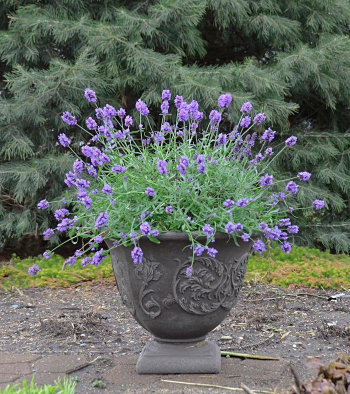 Lavender Hidcote 1 Gal