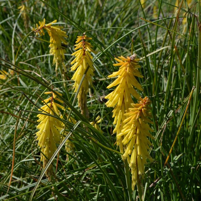 Red Hot Poker Jack Pot 1 Gal