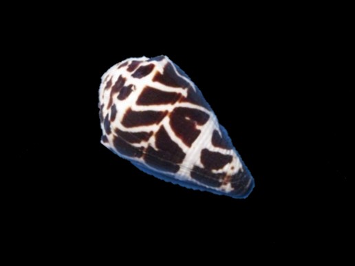 Hebrew Cone Snail ( Venomous )