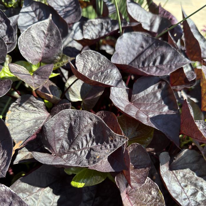 Sweet Potato Vine Caroline Mahogany Quart PW