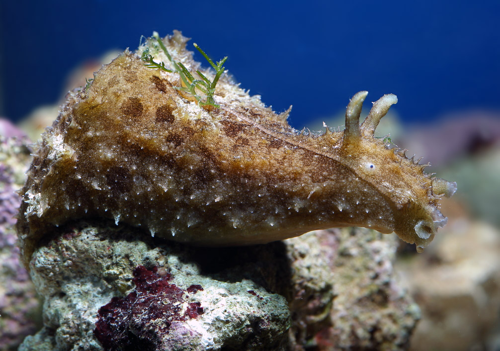 Wedge Sea Hare (Dolabella auricularia)