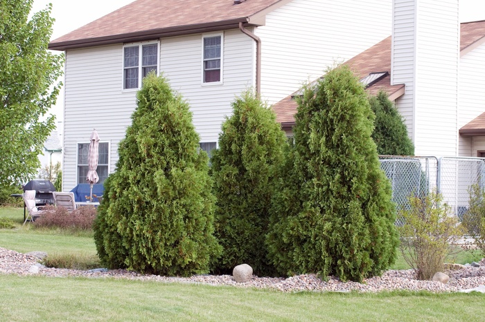 Arborvitae North Pole 3 Gal