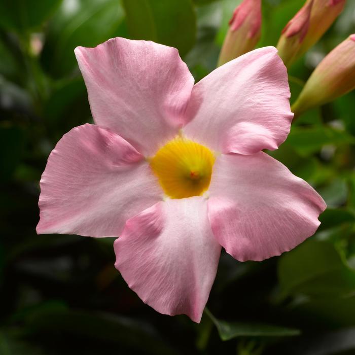 Mandevilla White Bush 10"