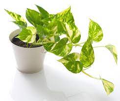 Pothos 'Golden', 4"