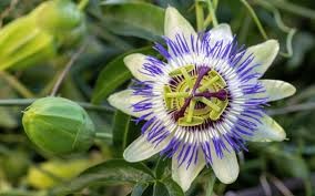 Passion Flower (Passiflora), 7" Trellis