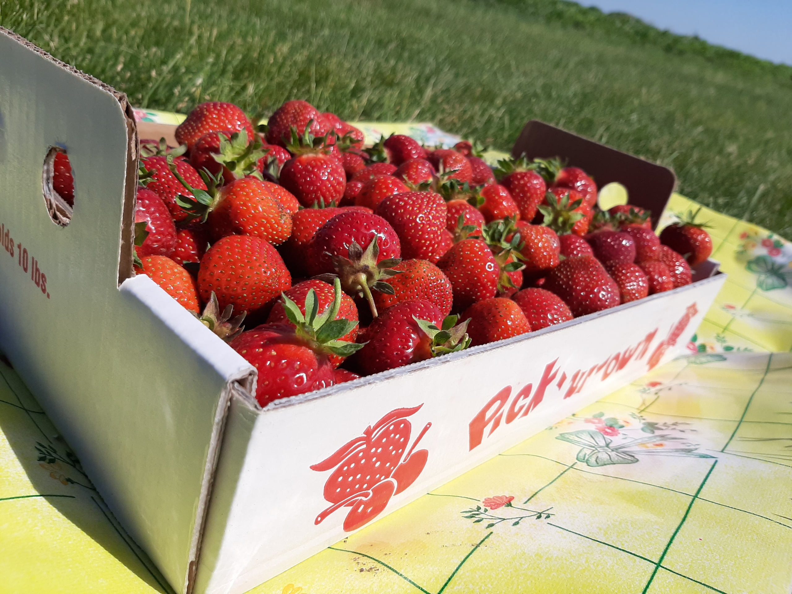 Flat of Pre-Picked Strawberries