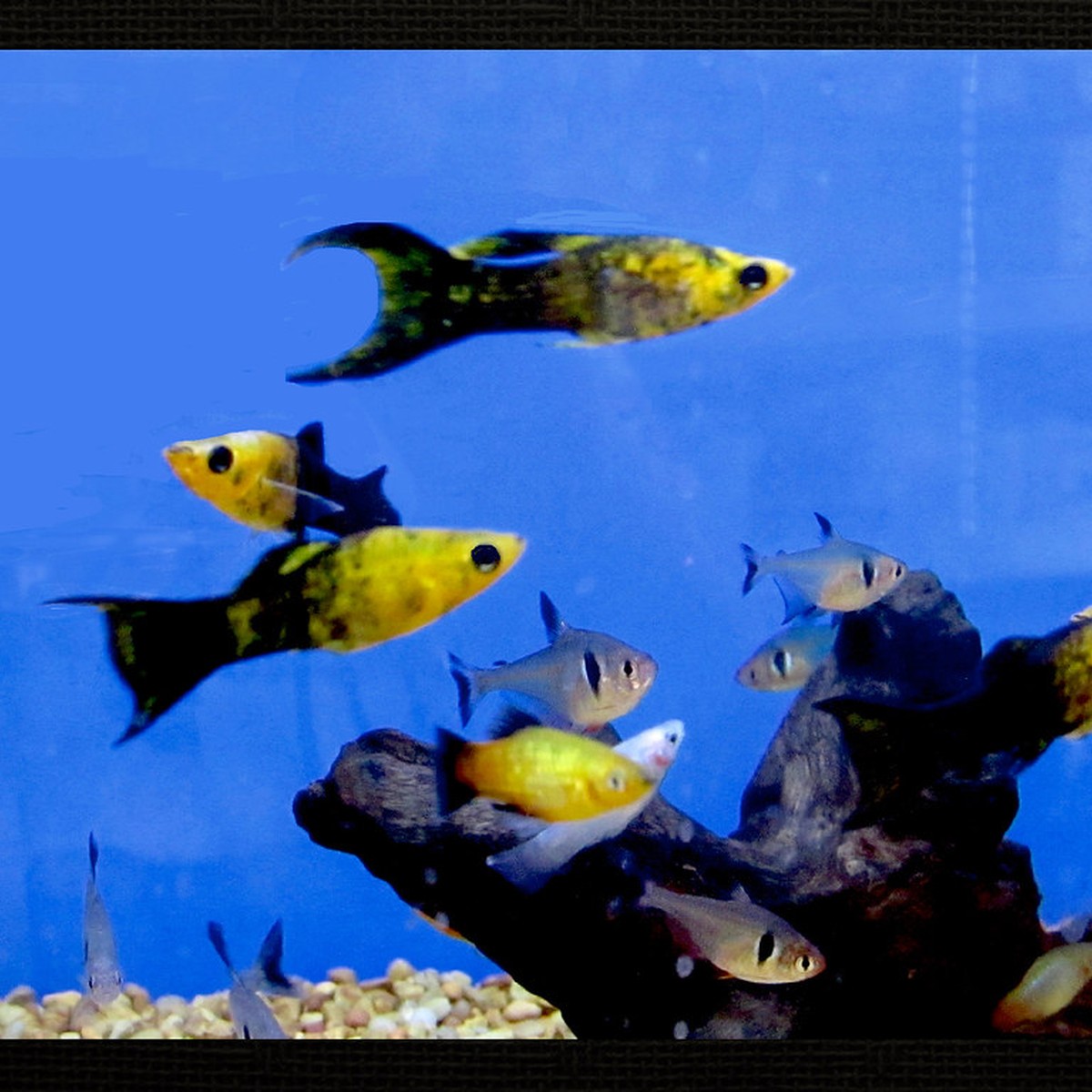 Gold Dust Lyretail Molly