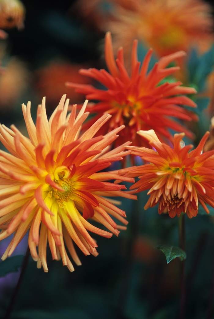 Dahlia 12" XXL Deco Planter