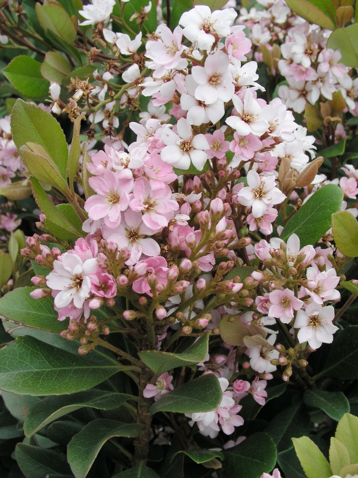 Indian Hawthorn Pinkie 1 Gal