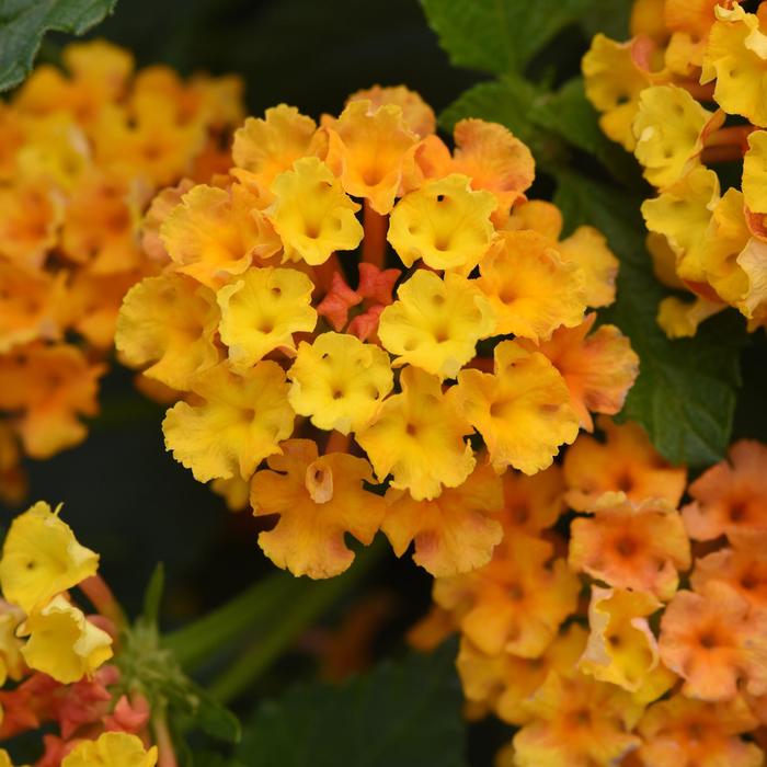 Lantana Bloomify Mango 1 Gal