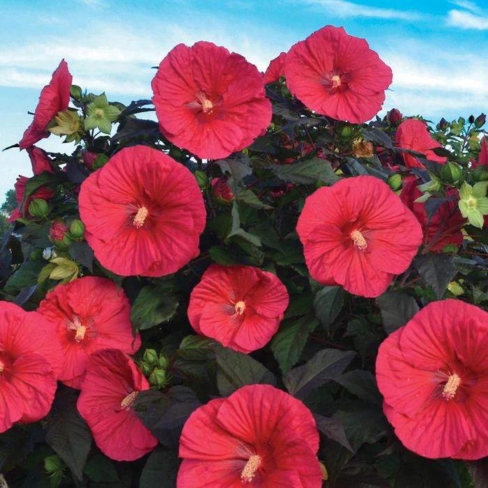 Hardy Hibiscus Marvel Rose Mallow 3 Gal
