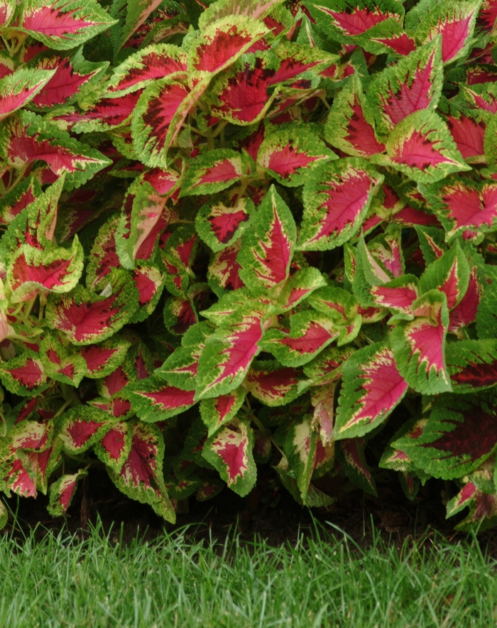 Coleus Charged Up Campfire Quart