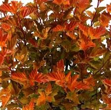 Savannah Sunset Ninebark (Physocarpus), 2 gallon