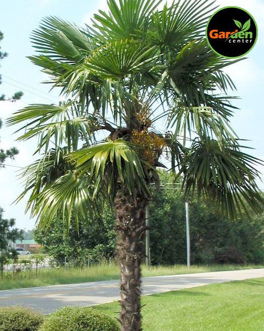 Chinese Windmill Palm at Garden Center of Las Cruces