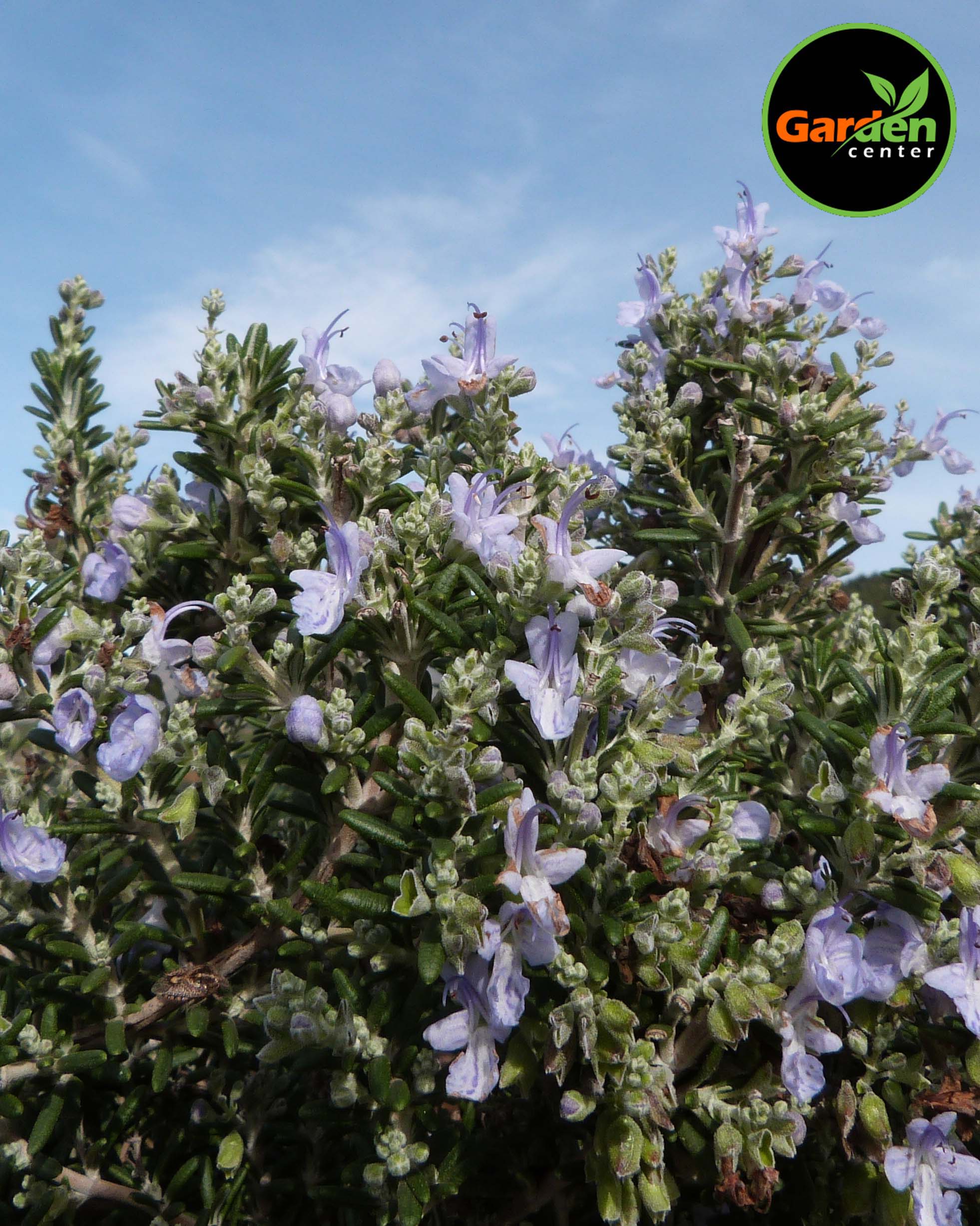 Creeping Rosemary at Garden Center of Las Cruces