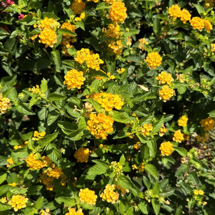Lantana Luscious Grape 1 Gal PW