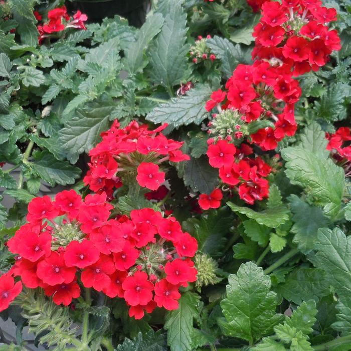 Verbena Vanessa Bicolor Indigo Quart