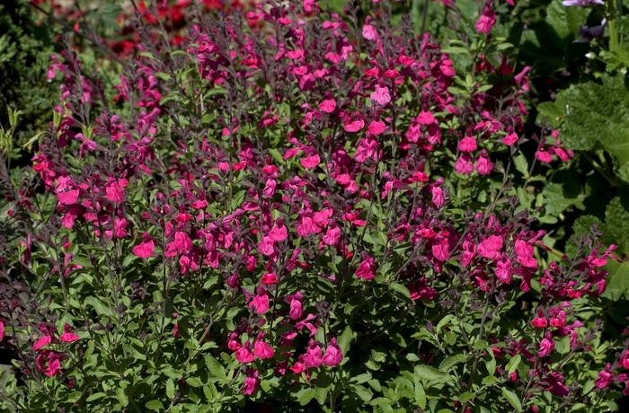 Autumn Sage Cherry Queen 1 Gal