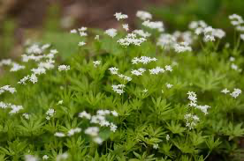 Sweet Woodruff (Galium)
