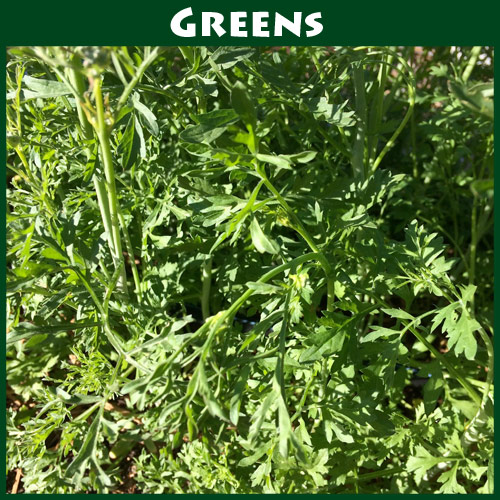 Cress Curly Peppergrass