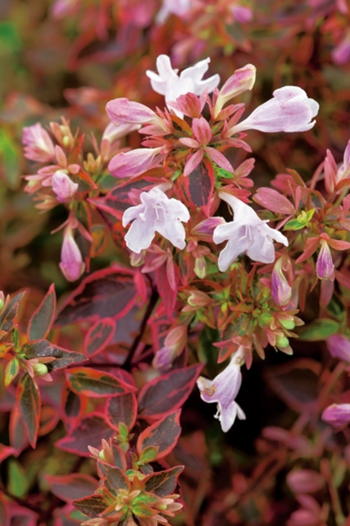 Abelia Tres Amigos 1 Gal PW