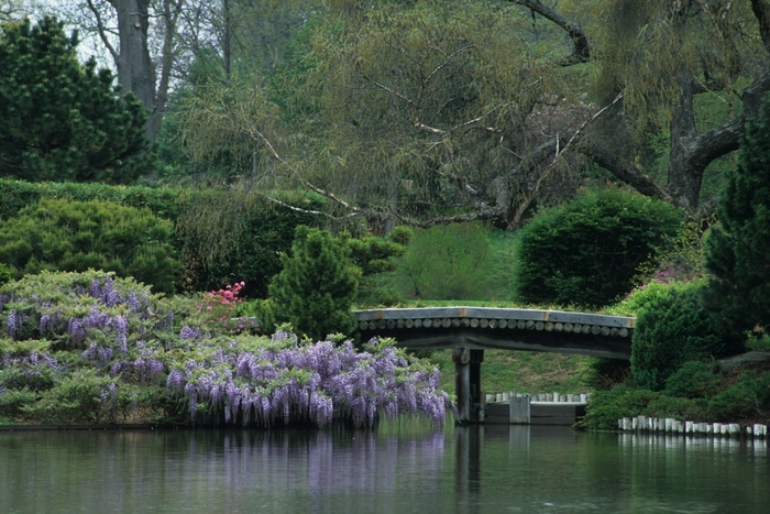 Wisteria Longissima Alba 6 Gal