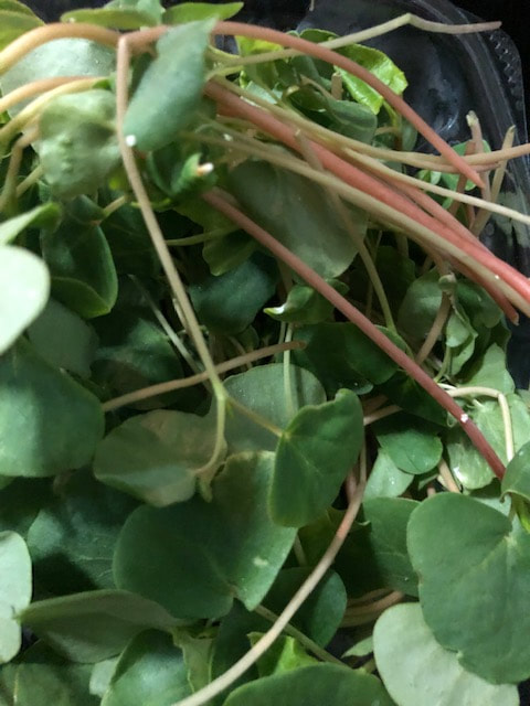 buckwheat microgreens