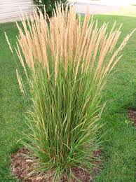 Karl Foerster Feather Reed grass (Calamagrostis), 3 gallon