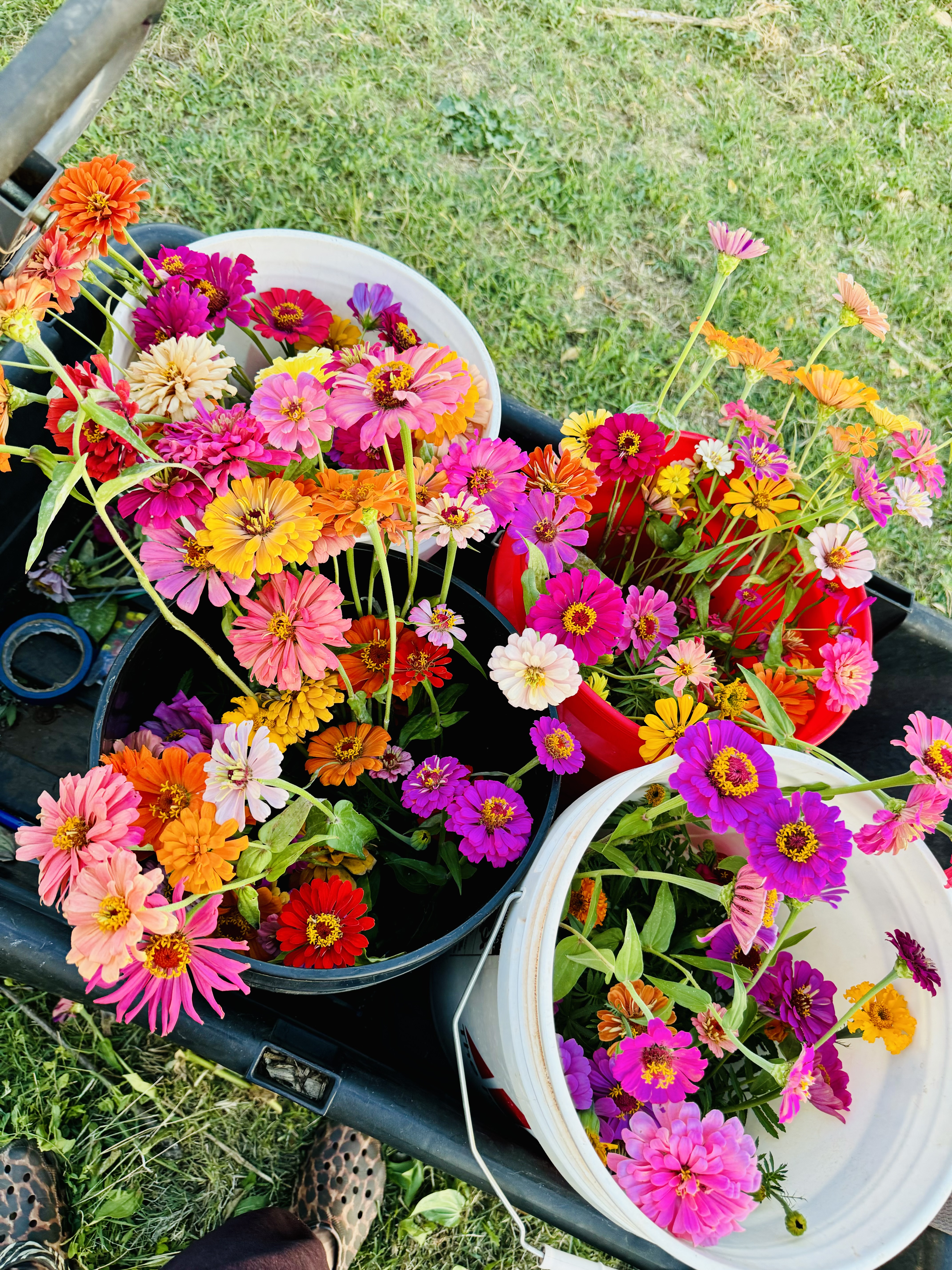 FARMERS CHOICE BUCKET thumbnail 6