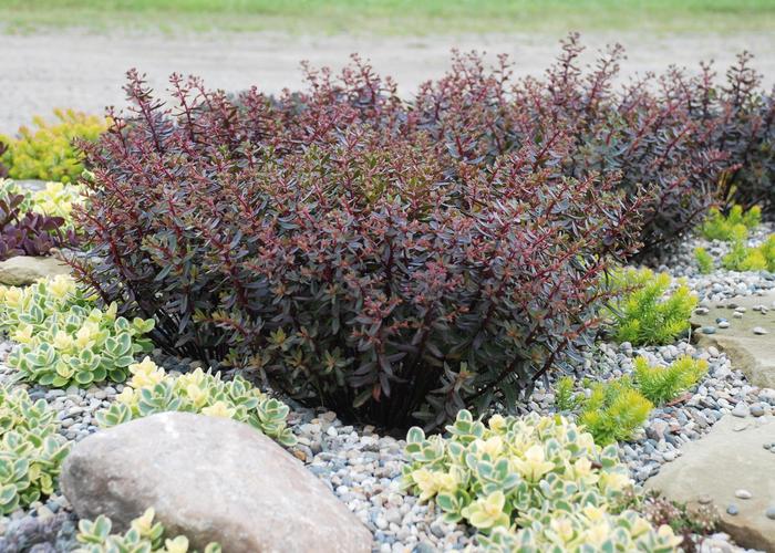 Sedum Sunsparkler Lime Twister Quart