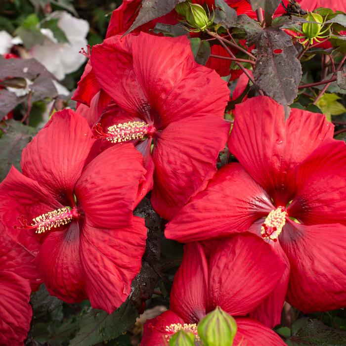 Hibiscus Head Over Heels Dream 3 Gal