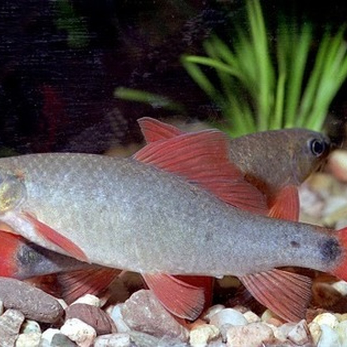 Rainbow Shark