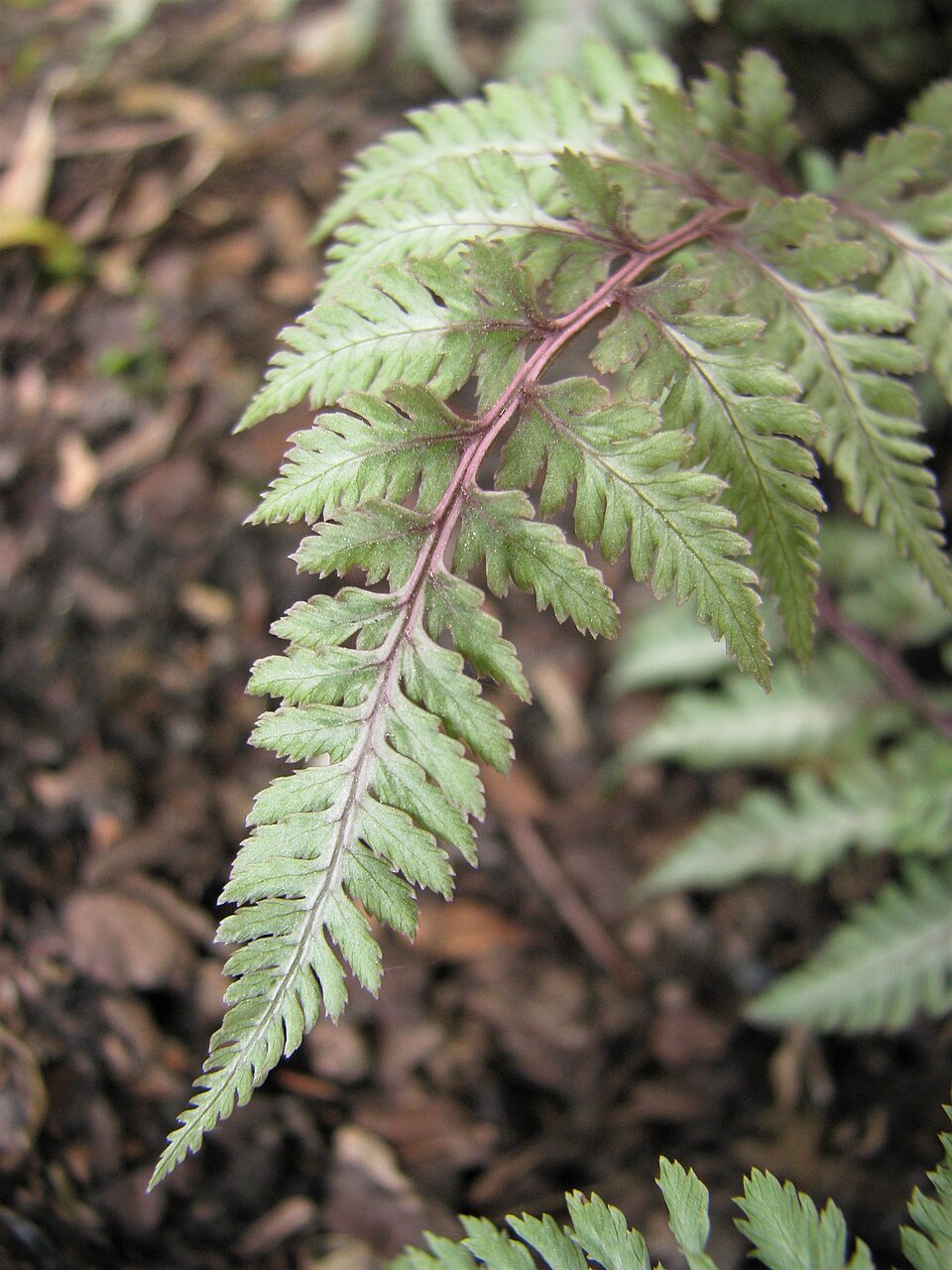 Athyrium niponicum 'Pictum' (Japanese Painted Fern)