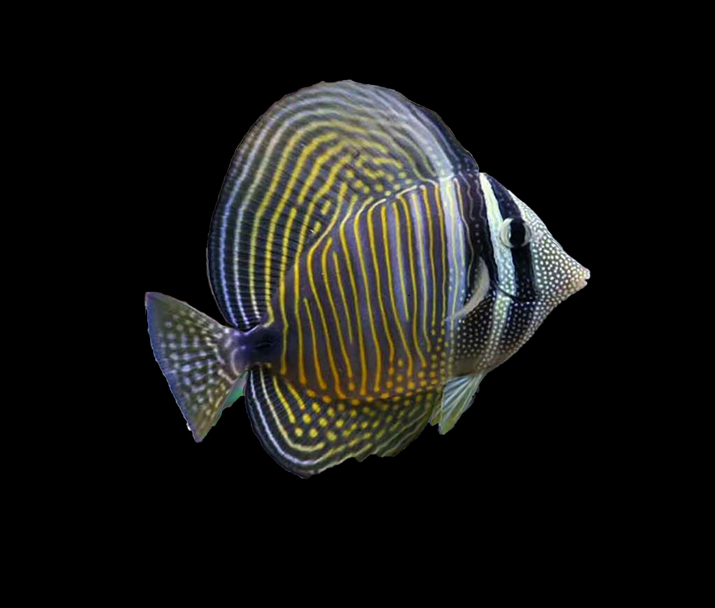 Desjardinii Sailfin Tang (Med)