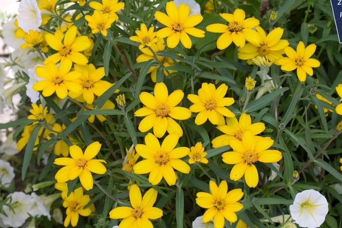 Zinnia Zahara Mixture Quart