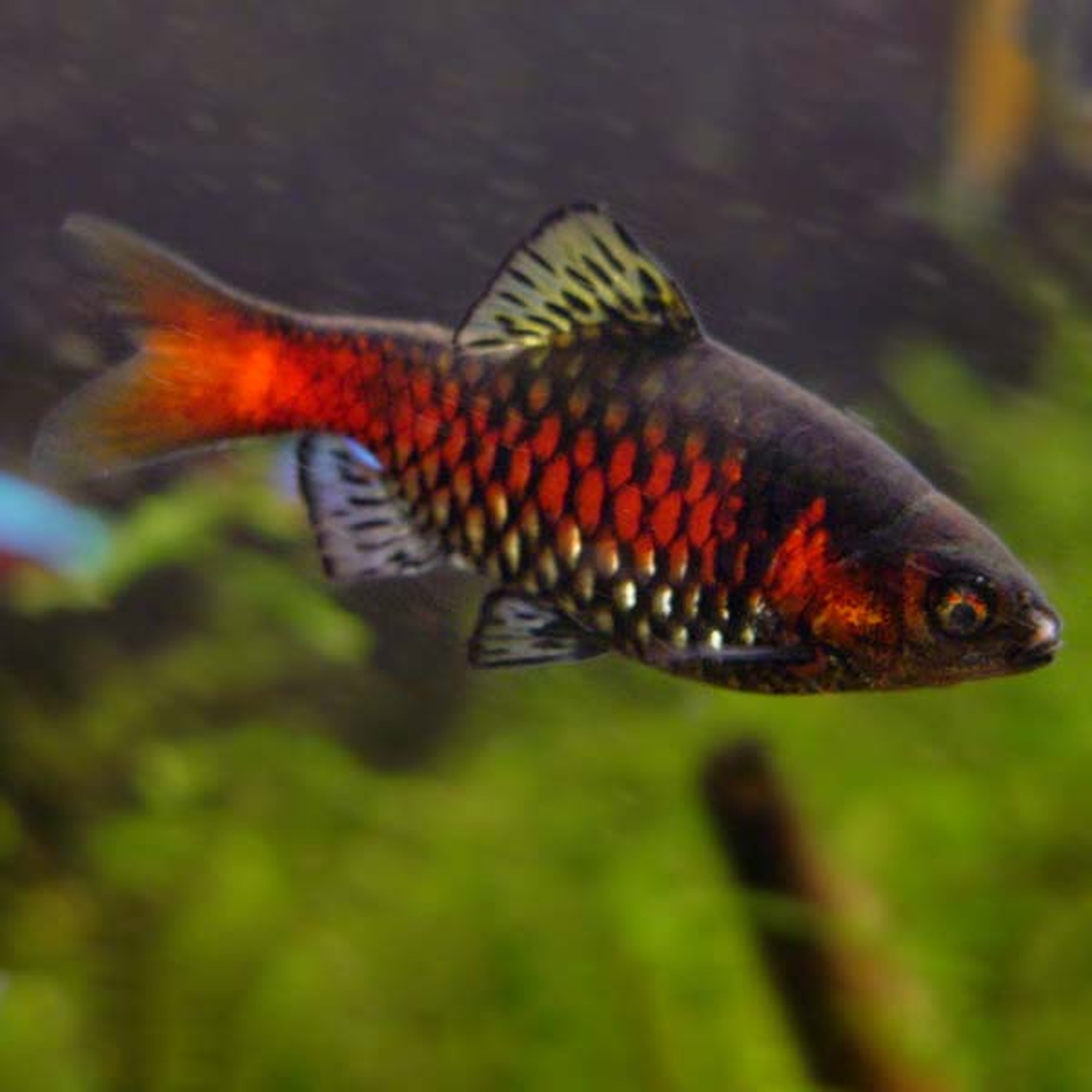Odessa Barb (photo 2 of 2)
