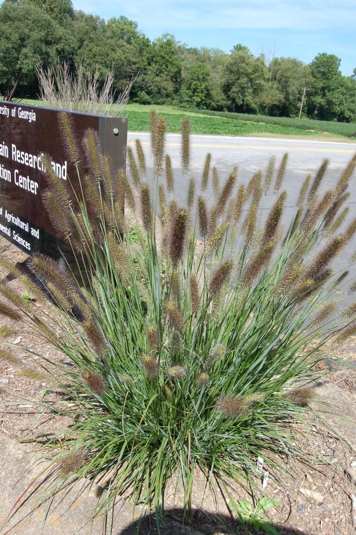 Fountain Grass Etouffee 1 Gal