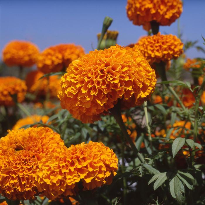 Marigold Quart