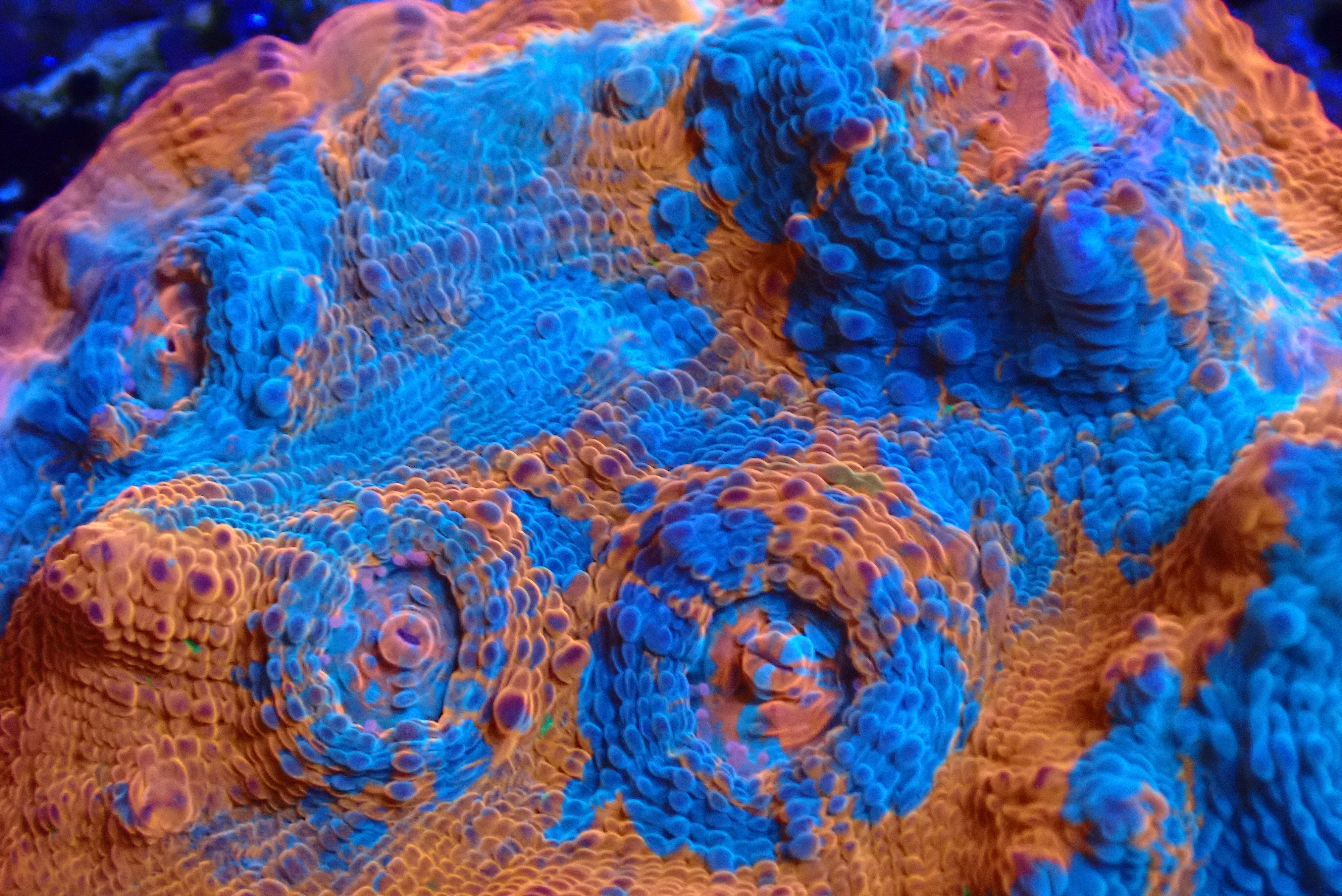 MIXED COLOR CHALICE CORAL