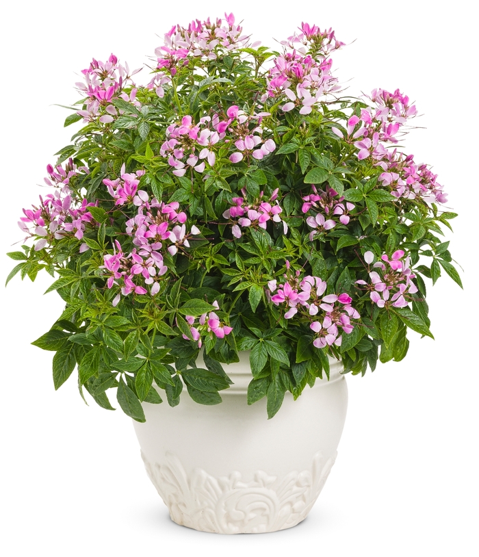 Cleome Senorita Blanca 2 Gal