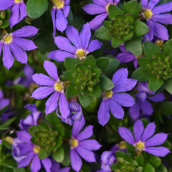 Scaevola Indigo Touch Quart
